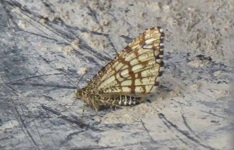 Latticed Heath